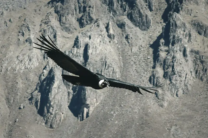 Condor-dos-andes sobrevoando o Cânion do Colca